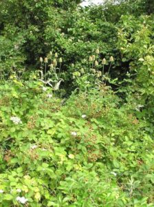 Forest Gardening: Planting Small Shrubs and Soft Fruit Image